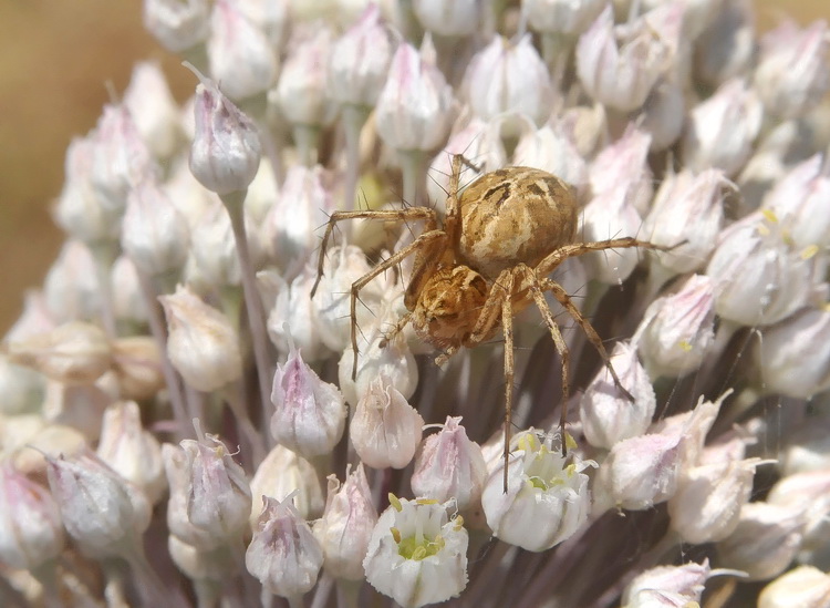 Oxyopes sp.